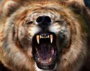 Lion, Tiger, Bear merged image