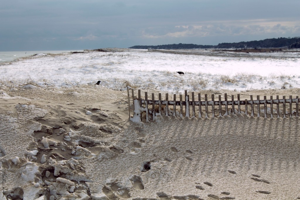 Photograph of Beach Crows Nauset Winter