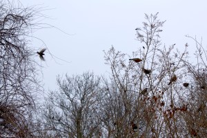 Nature and Landscapes