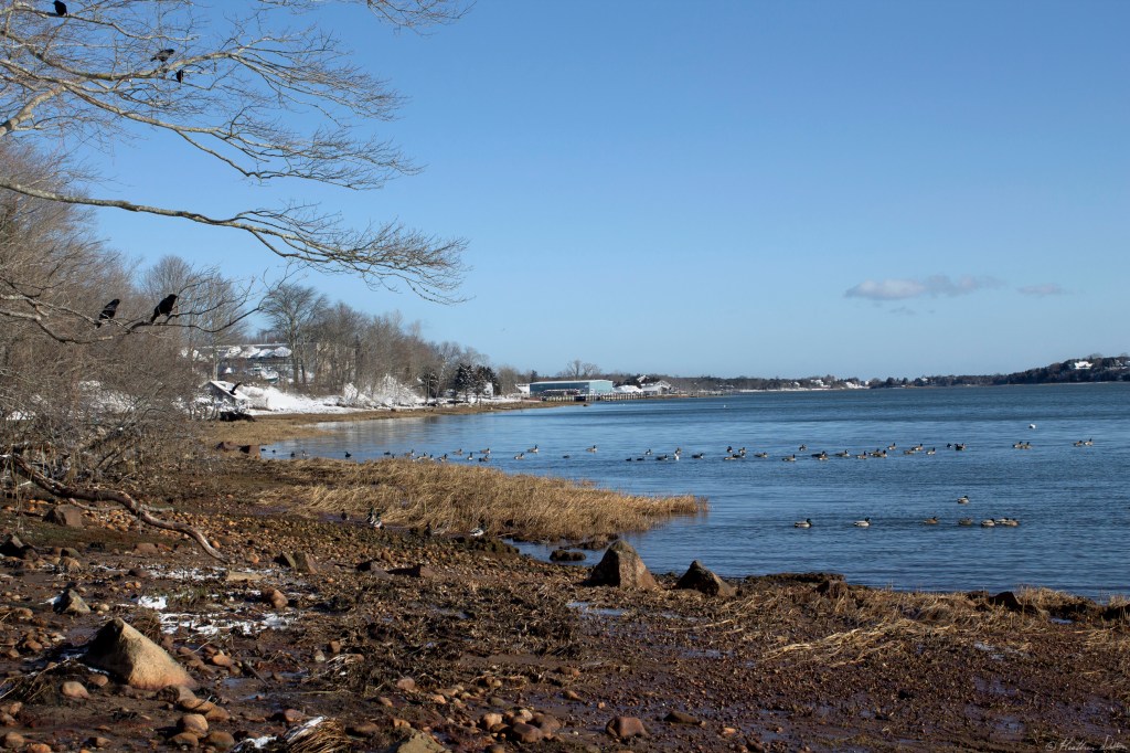 mallard ducks, canadian geese, crows