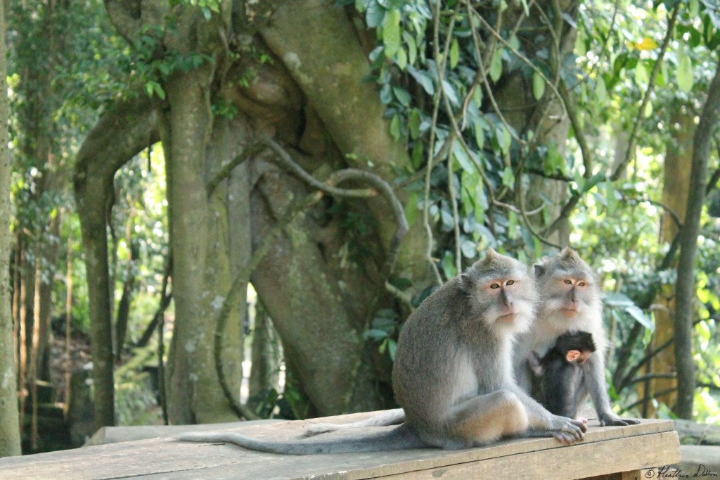 Monkey family Monkey Forest Ubud Bali