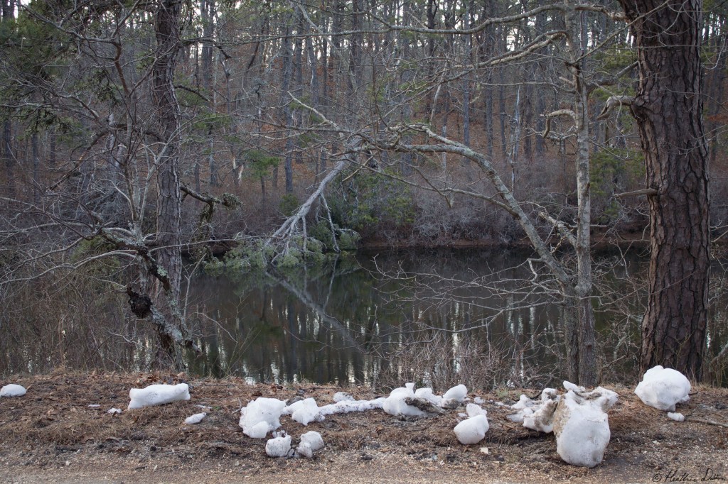 Dead Tree in Brewster Pond