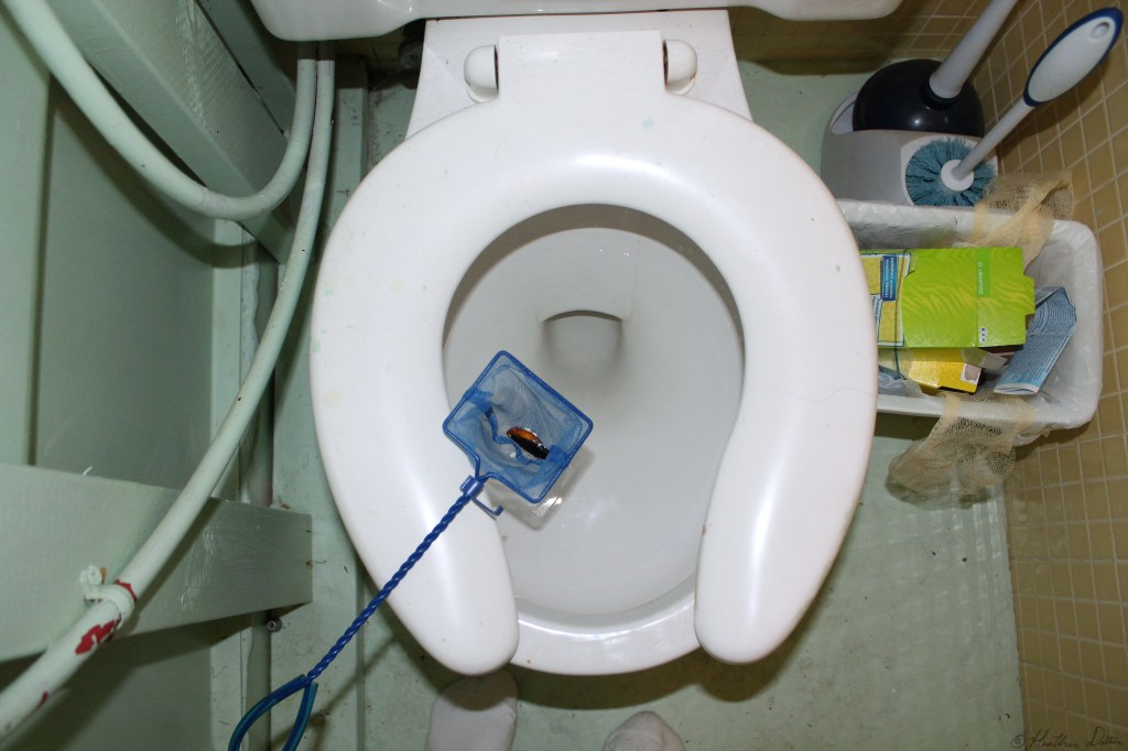 Dead fish in net over toilet