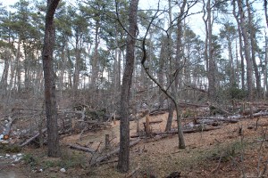 Intentionally fallen trees Nickerson State Park