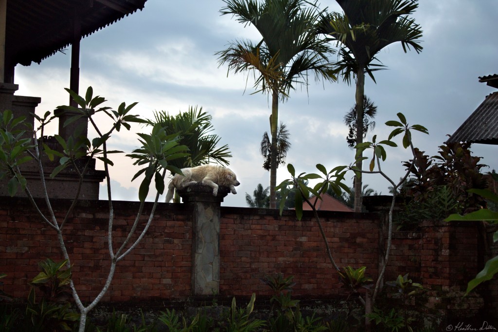 dog-bali
