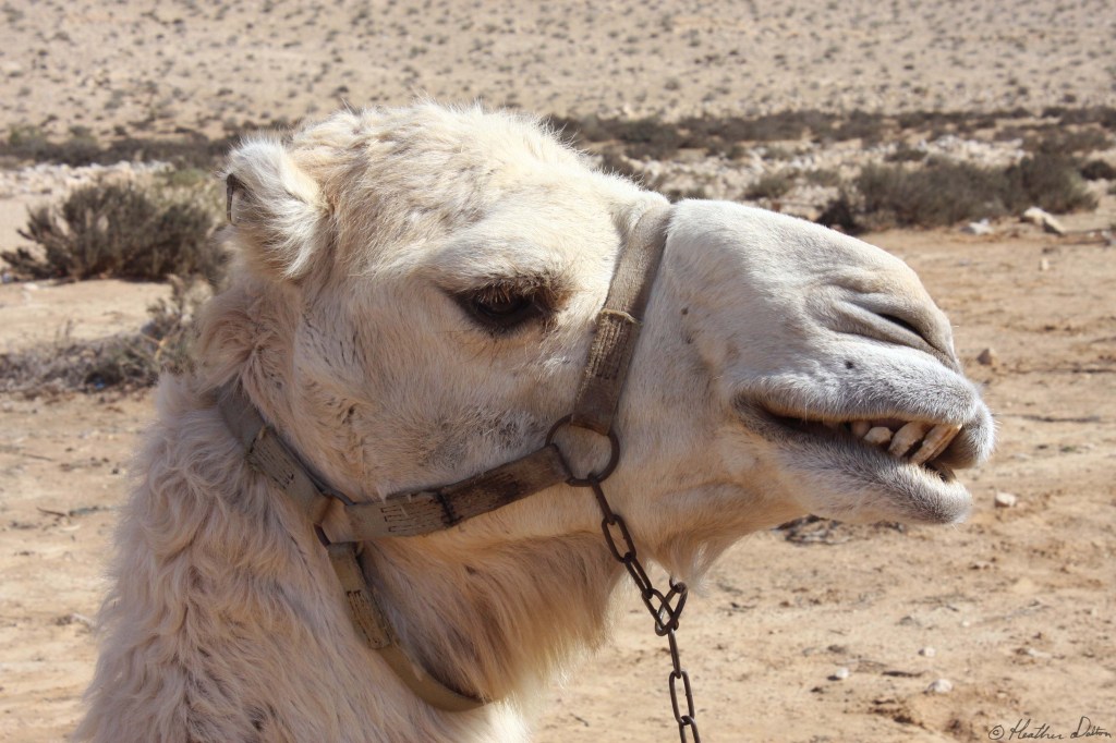 Camel in Israel