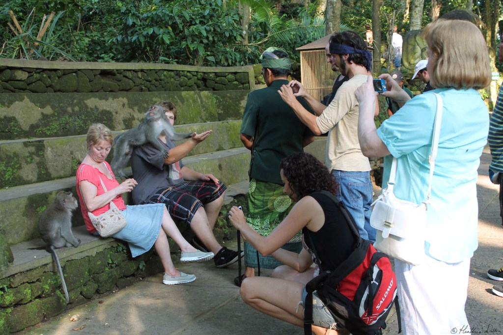 Photograph monkey forest, Bali, Indonesia