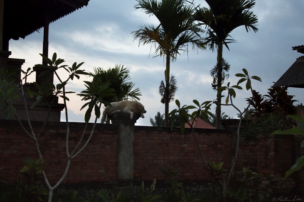 Funny Dog on Wall Asia