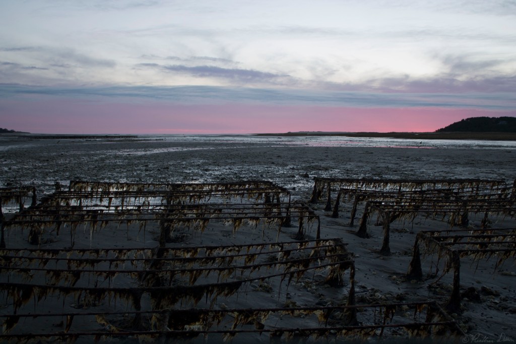 Photograph Wellfleet Oyster Fest