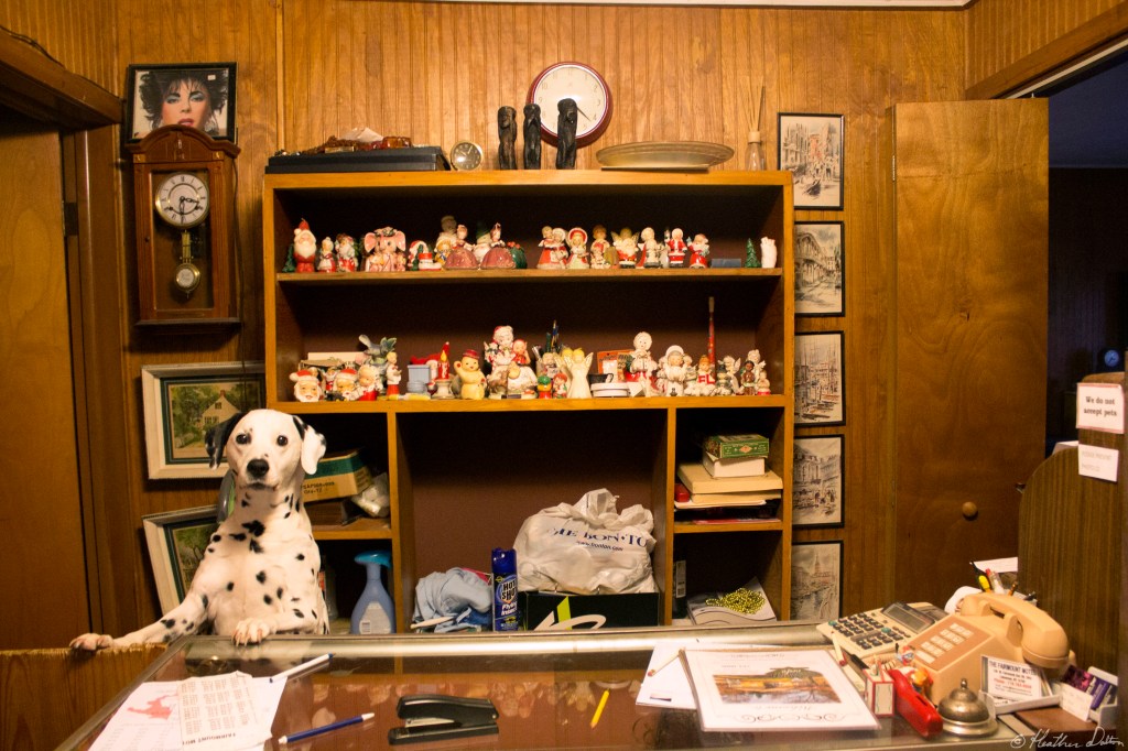 Dalmatian I LOVE LUCY HOTEL